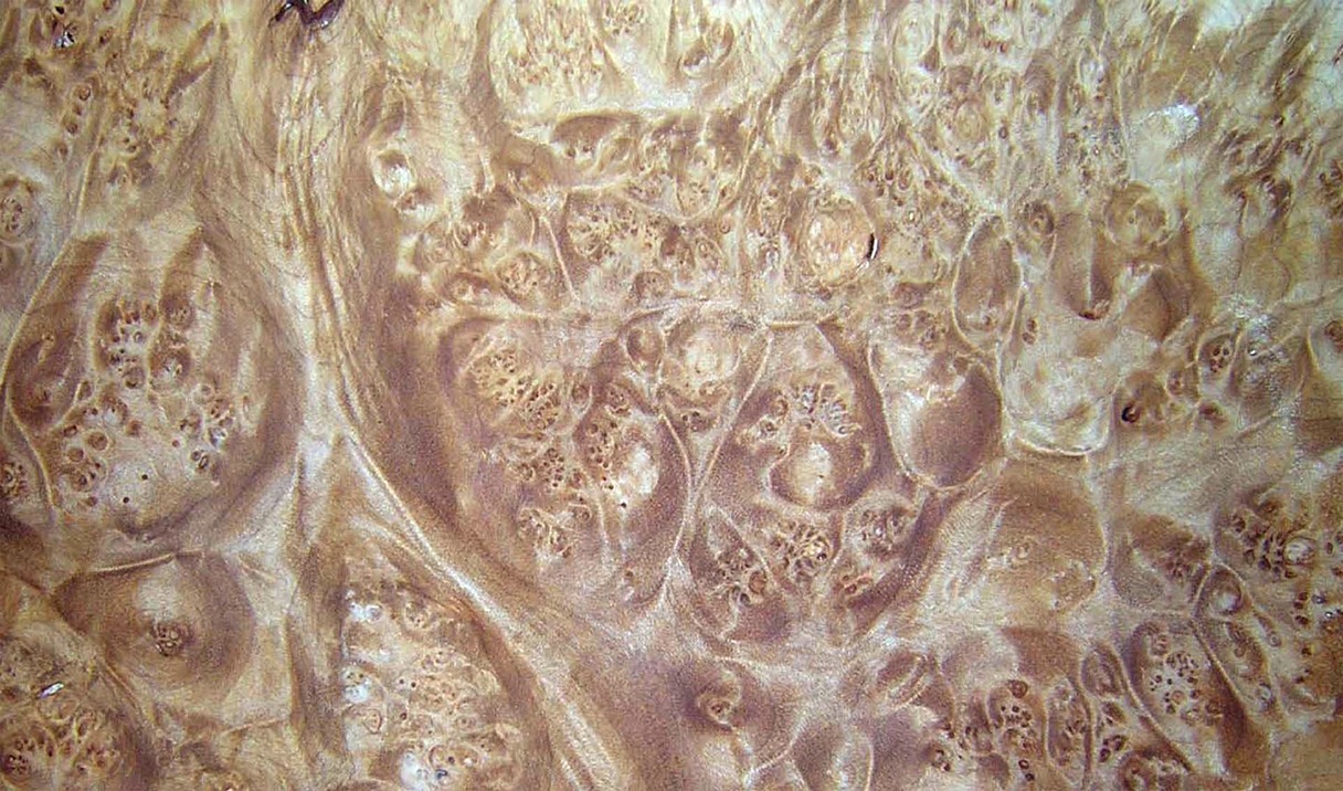 maple burl detail 